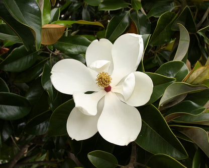 Heirloom Magnoliaceae Flower seeds for Planting Long Bloom Season Heirloom & GMO Free Seeds for Home Garden