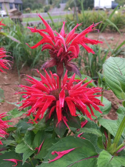 Mondarda Didyma Flower seeds for Planting Garden Favorite Heirloom & GMO Free Seeds for Home Garden