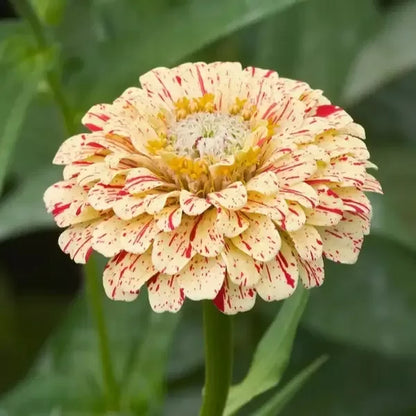 Elegans Peppermint Flower seeds for Planting Garden Favorite Heirloom & GMO Free Seeds for Home Garden