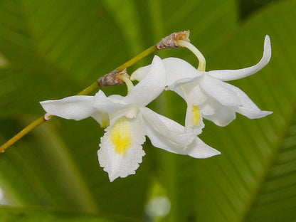 Dove Orchids Flower seeds for Planting Bright Blooms Heirloom & GMO Free Seeds for Home Garden