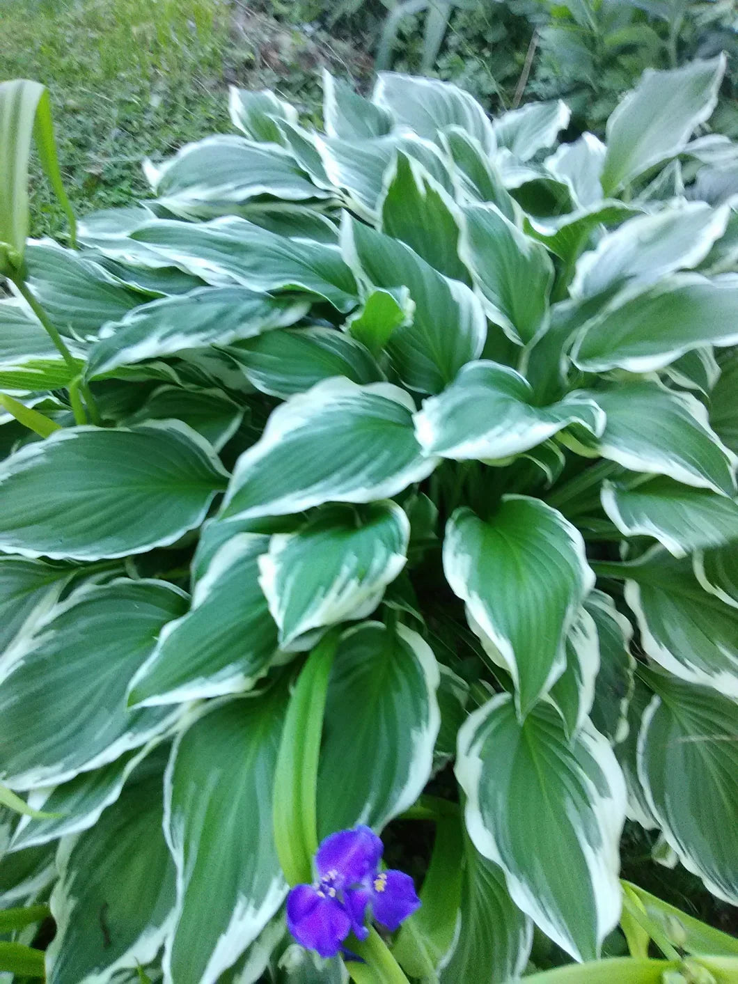 Sea Green Hosta Flower seeds for Planting Compact Growth, Heirloom & GMO Free Seeds for Home Garden vegetable and garden seeds