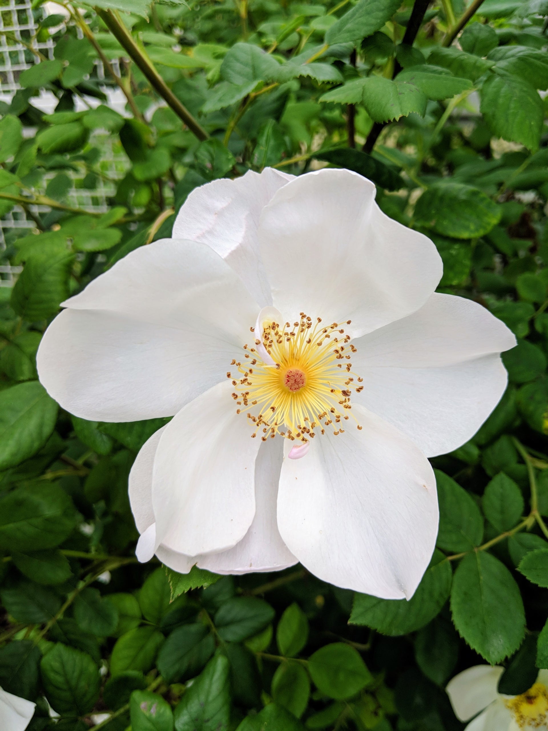 White Winged Flower seeds for Planting Cottage Garden Essential, Heirloom & GMO Free Seeds for Home Garden vegetable and garden seeds