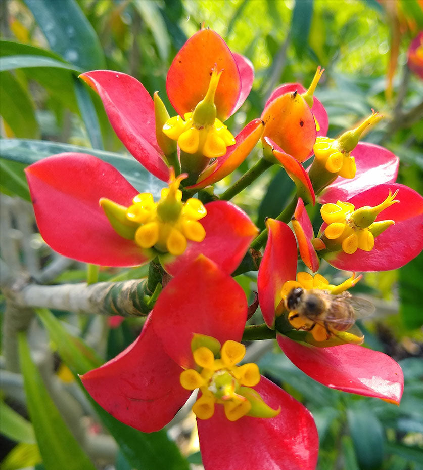 Red Euphorbia Flower seeds for Planting Cottage Garden Essential, Heirloom & GMO Free Seeds for Home Garden seeds for planting