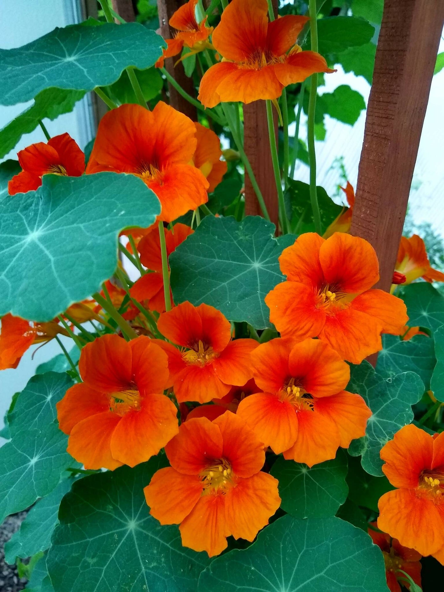Nasturtium Seeds For Planting Edible Flower Blooms