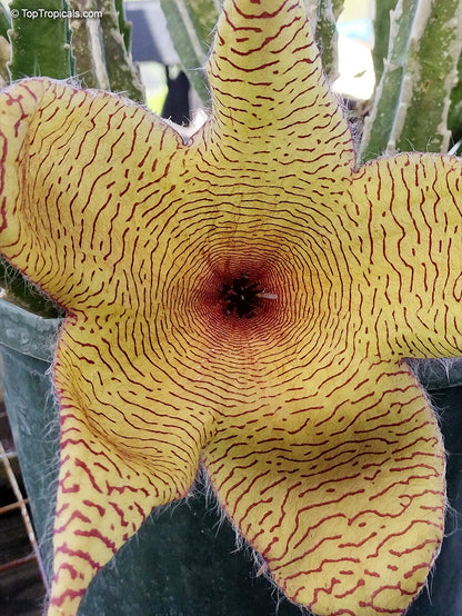 Yellow Stapelia Flower seeds for Planting Hardy Variety Heirloom & GMO Free Seeds for Home Garden 
 
 Sale