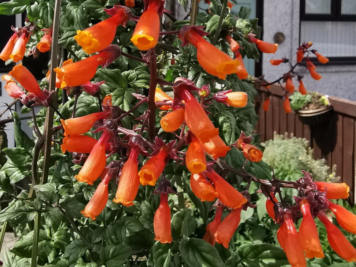 Eccremocarpus Scaber Flower seeds for Planting Colorful Display Heirloom & GMO Free Seeds for Home Garden