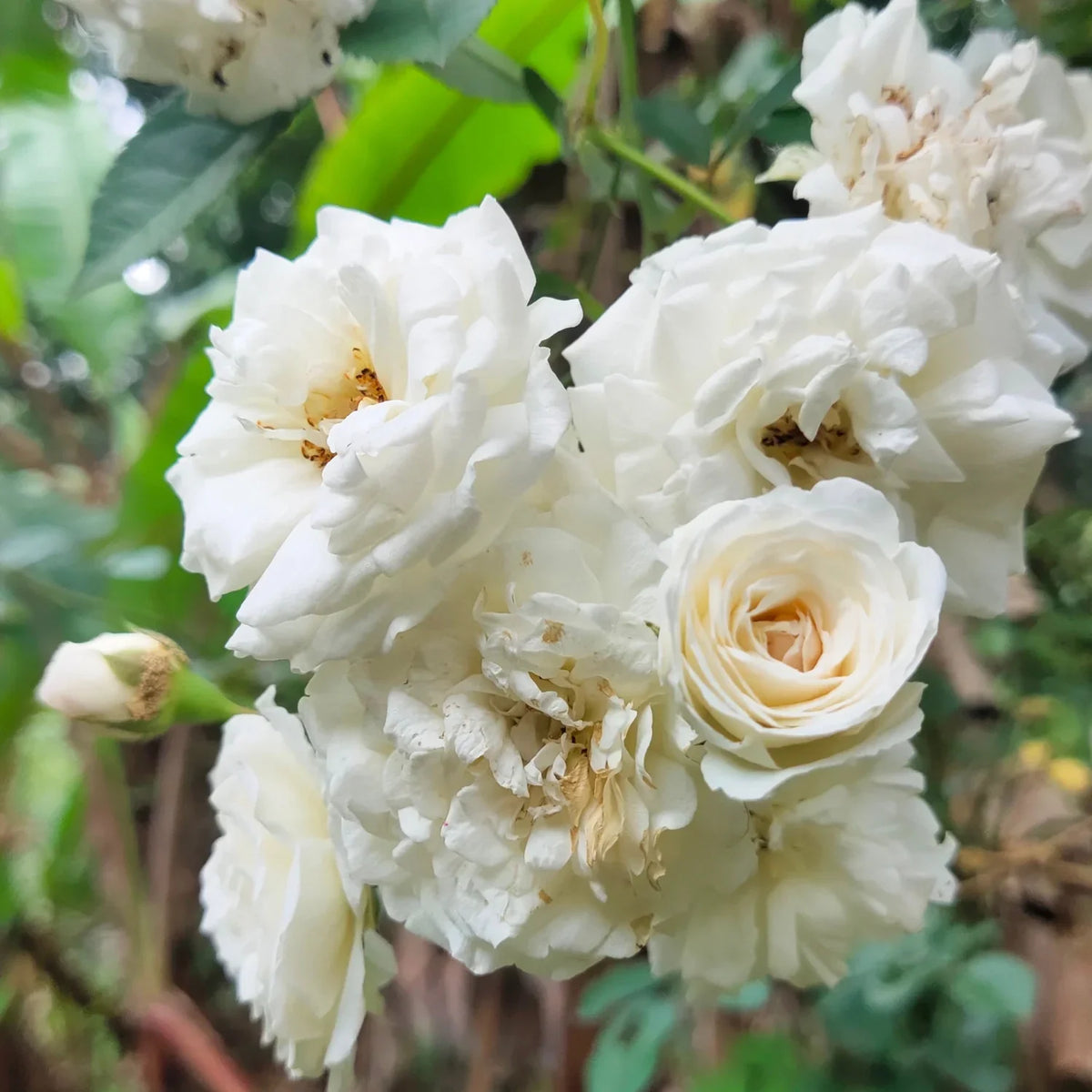 White Climbing Rose Flower seeds for Planting - Wildflower Mix, Heirloom & GMO Free Seeds for Home Garden
 
 Sale seeds for home garden