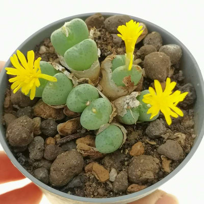 Conophytum Bilobum Cactus Seeds for Planting - Wildflower Mix, Heirloom & GMO Free Seeds for Home Garden