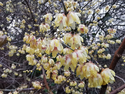 Wintersweet Flower seeds for Planting Perfect for Borders Heirloom & GMO Free Seeds for Home Garden