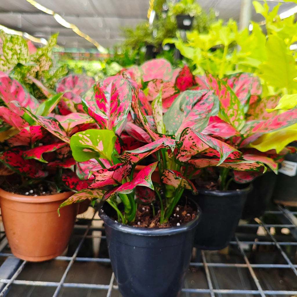 Premium Pink Aglaonema Flower seeds for Planting Seasonal Bloomer, Heirloom & GMO Free Seeds for Home Garden seeds