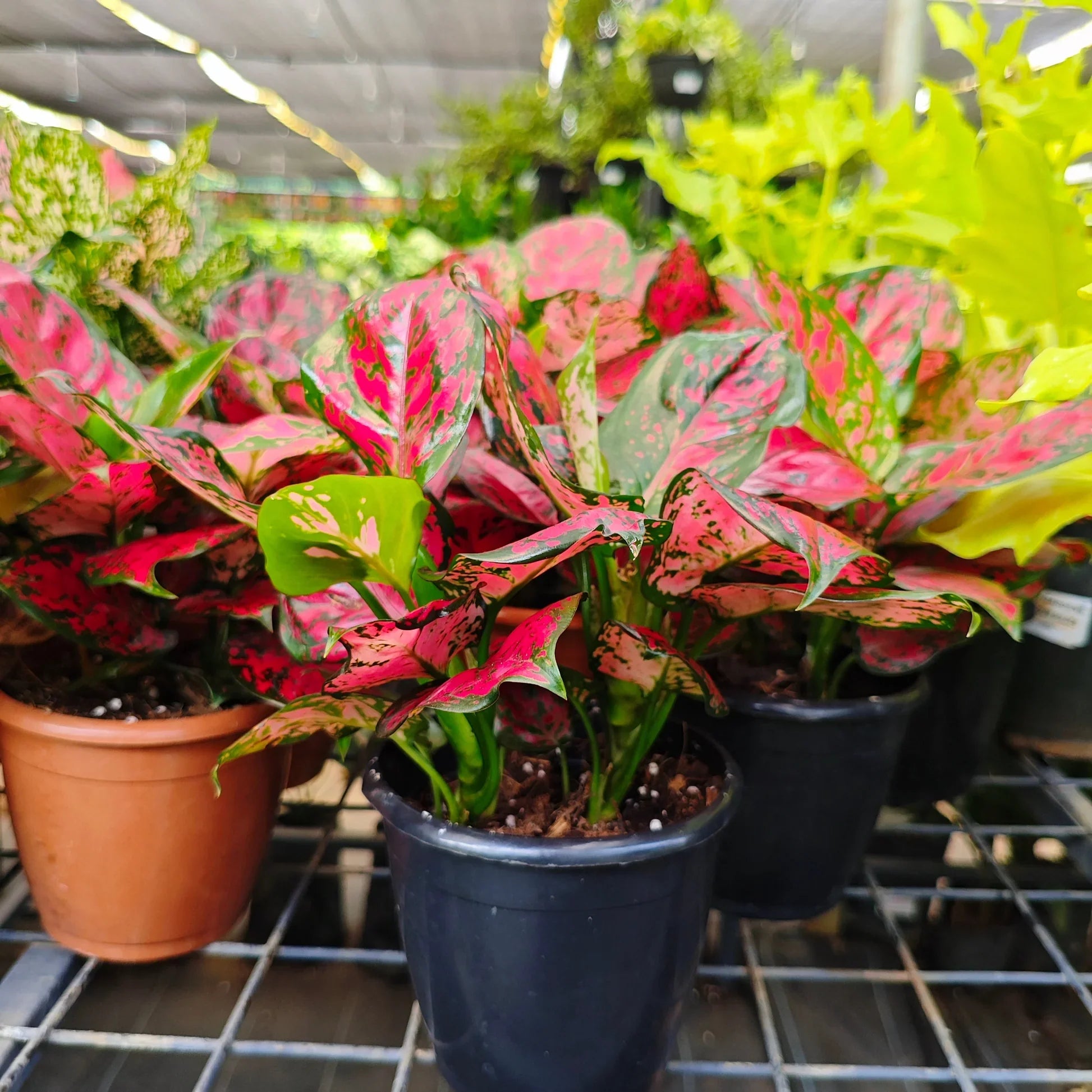 Premium Pink Aglaonema Flower seeds for Planting Seasonal Bloomer, Heirloom & GMO Free Seeds for Home Garden seeds