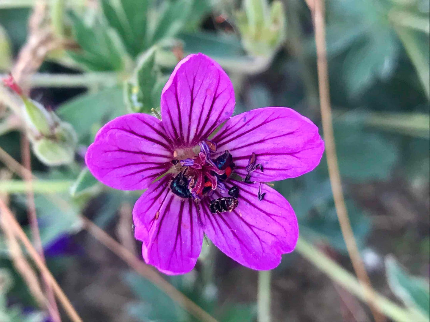 Geranium Viscosissimum Flower seeds for Planting Cut Flower Favorite Heirloom & GMO Free Seeds for Home Garden