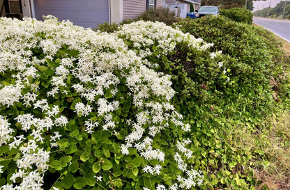 Autumn Clematis Flower seeds for Planting Garden Favorite Heirloom & GMO Free Seeds for Home Garden