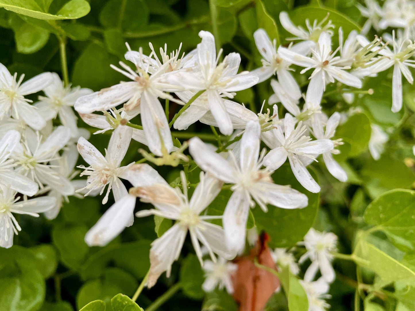 Autumn Clematis Flower seeds for Planting Garden Favorite Heirloom & GMO Free Seeds for Home Garden