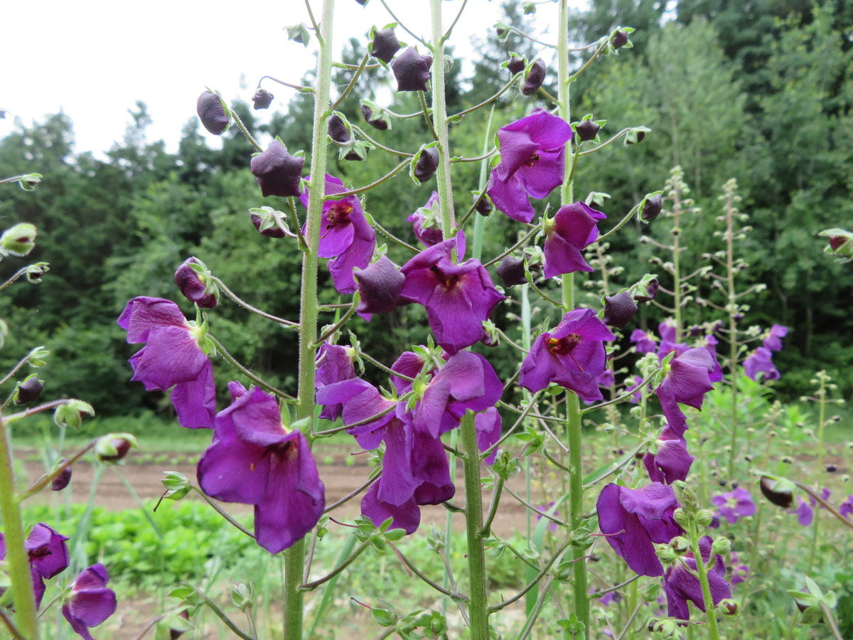 High quality Purple Mullein Flower seeds for Planting Pollinator Friendly, Heirloom & GMO Free Seeds for Home Garden seeds pack