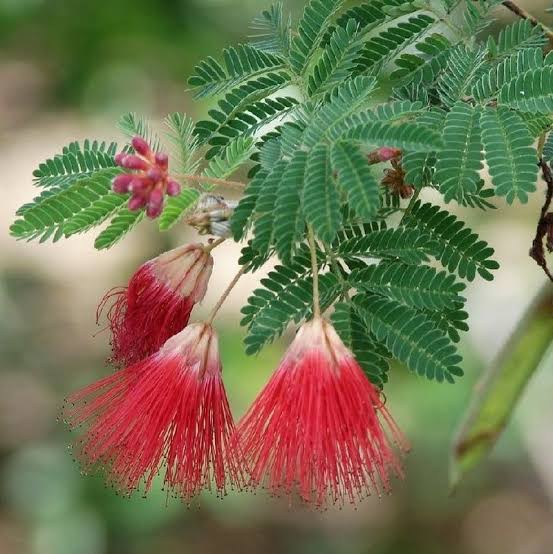 Premium Mimosa Pudica Flower seeds for Planting Fragrant Blossoms, Heirloom & GMO Free Seeds for Home Garden seeds