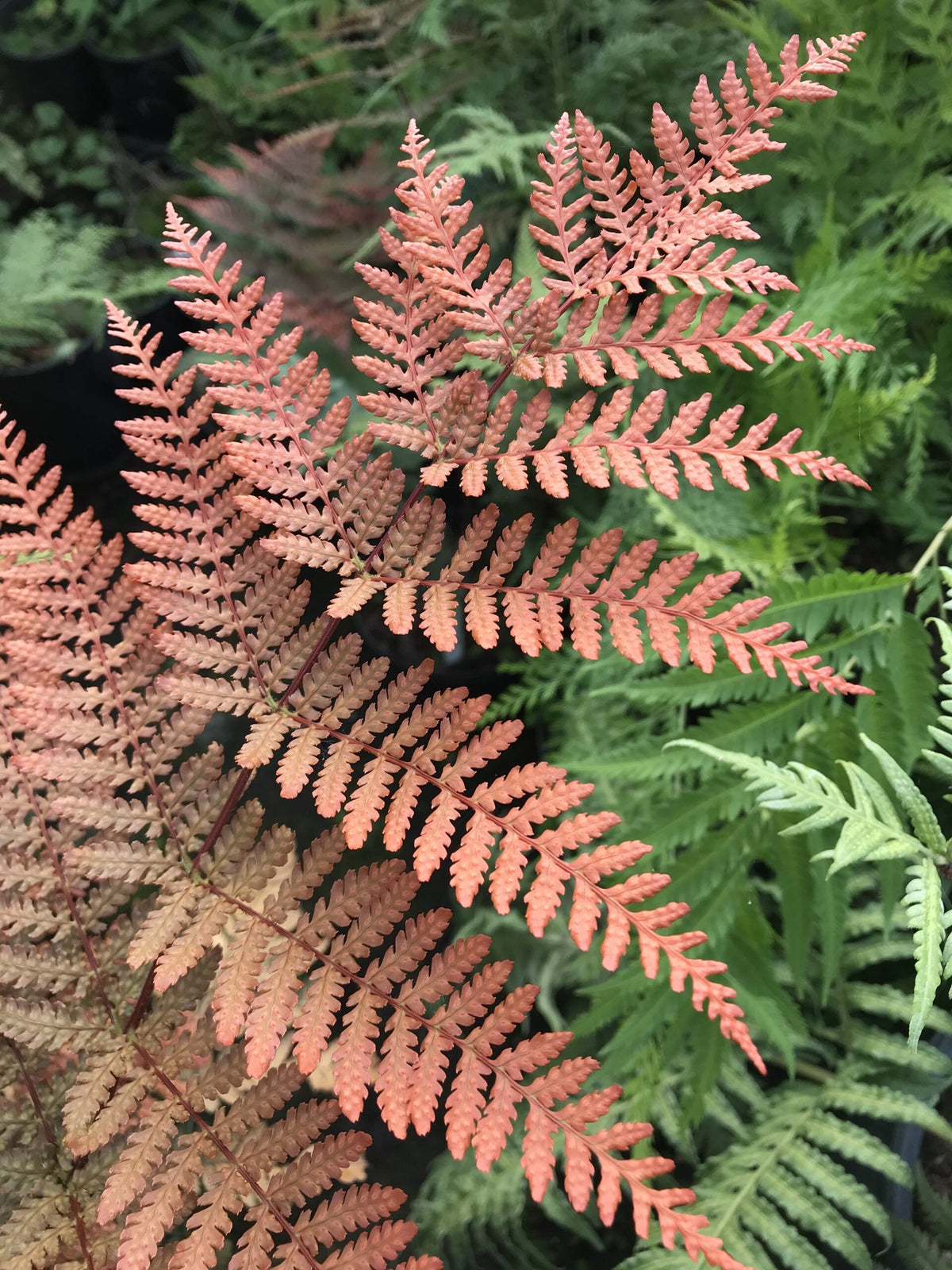 Dryopteris Erythrosora Flower seeds for Planting Premium Quality Heirloom & GMO Free Seeds for Home Garden