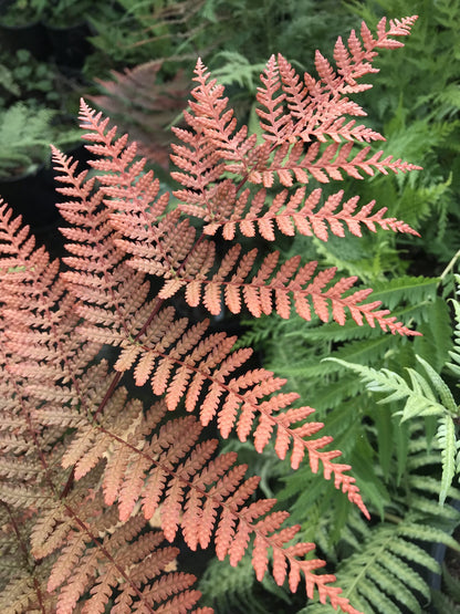 Dryopteris Erythrosora Flower seeds for Planting Premium Quality Heirloom & GMO Free Seeds for Home Garden