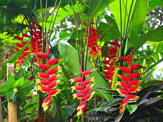 Heliconia Flower seeds for Planting Cottage Garden Essential, Heirloom & GMO Free Seeds for Home Garden vegetable and garden seeds