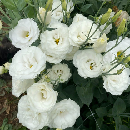 White Lisianthus Echo Flower seeds for Planting, Premium Quality Heirloom & GMO Free Seeds for Home Garden