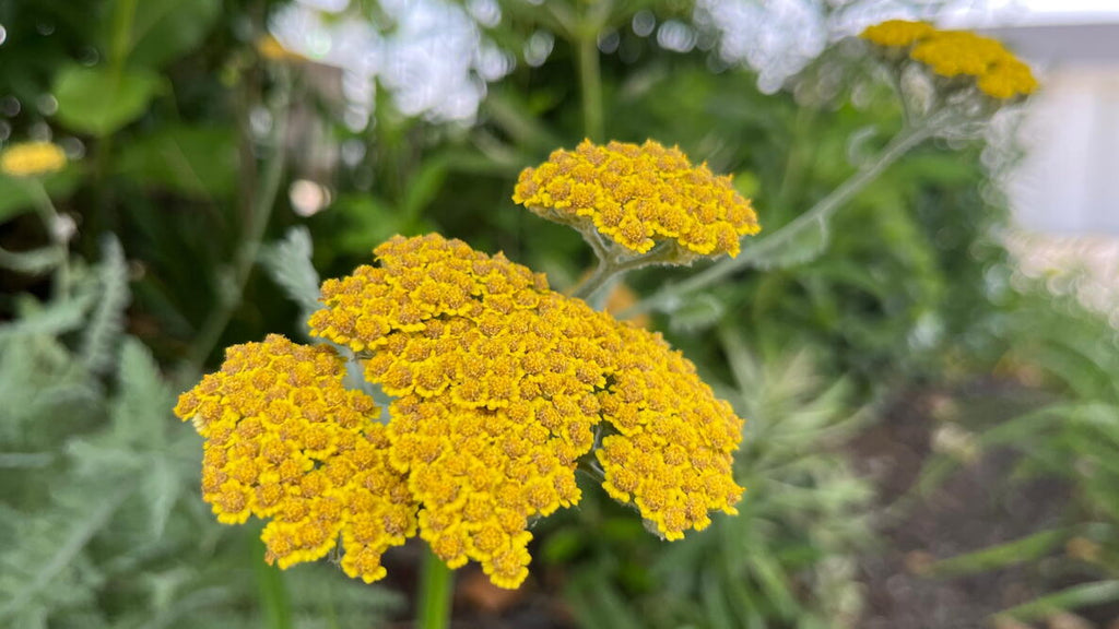 Yellow Achillea Millefolium Flower seeds for Planting Shade Tolerant, Heirloom & GMO Free Seeds for Home Garden vegetable and garden seeds