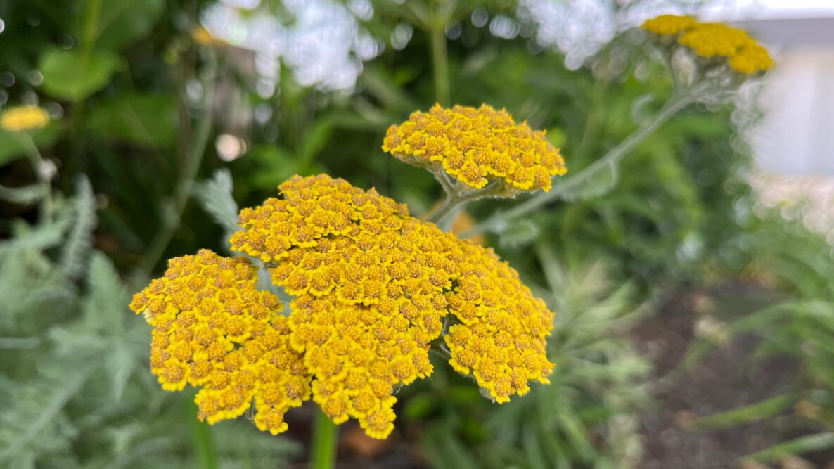 Yellow Achillea Millefolium Flower seeds for Planting Shade Tolerant, Heirloom & GMO Free Seeds for Home Garden vegetable and garden seeds