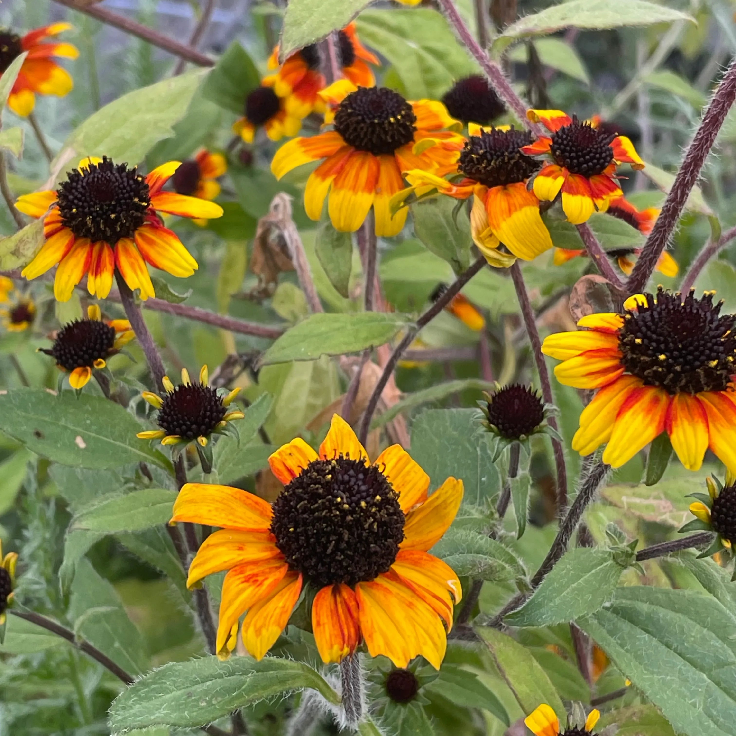High quality Rudbeckia Triloba Flower seeds for Planting Wildflower Mix, Heirloom & GMO Free Seeds for Home Garden seeds pack