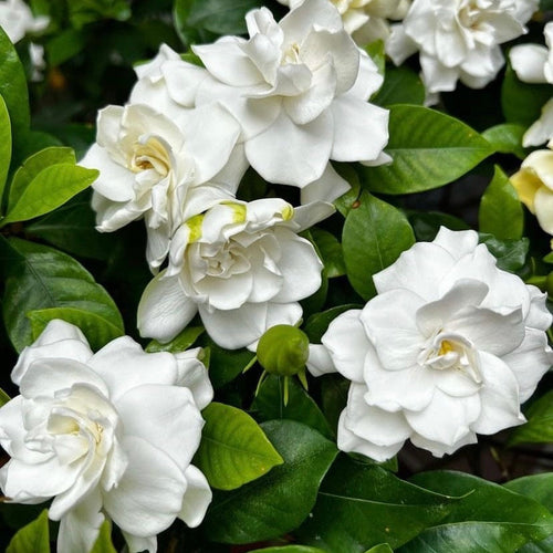 Premium CAPE JASMINE Jasminiodes Fragrant White Shrub Flower seeds for Planting Low Maintenance, Heirloom & GMO Free Seeds for Home Garden seeds