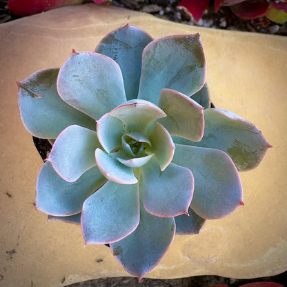 Blue Echeveria Subsessilis Flower seeds for Planting - Sun Loving, Heirloom & GMO Free Seeds for Home Garden