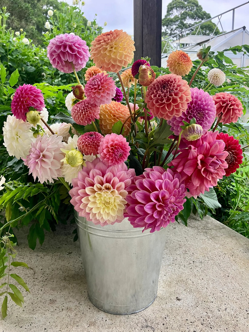 High quality Pink Pompon Dahlia Flower seeds for Planting Cottage Garden Essential, Heirloom & GMO Free Seeds for Home Garden seeds pack