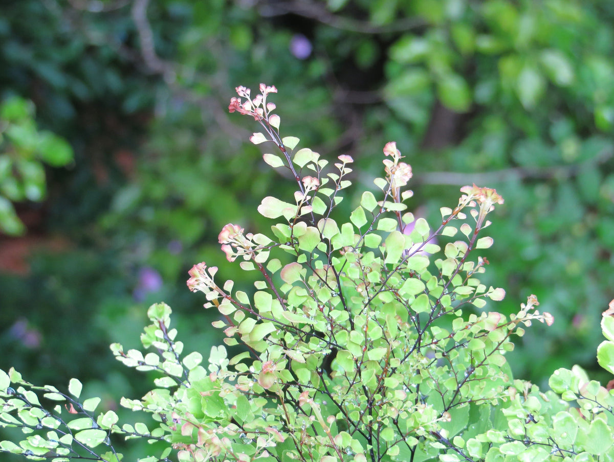 Maidenhair Flower seeds for Planting Seasonal Bloomer Heirloom & GMO Free Seeds for Home Garden