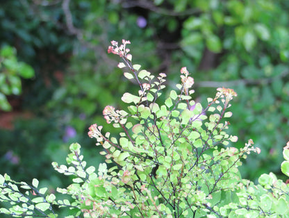 Maidenhair Flower seeds for Planting Seasonal Bloomer Heirloom & GMO Free Seeds for Home Garden
