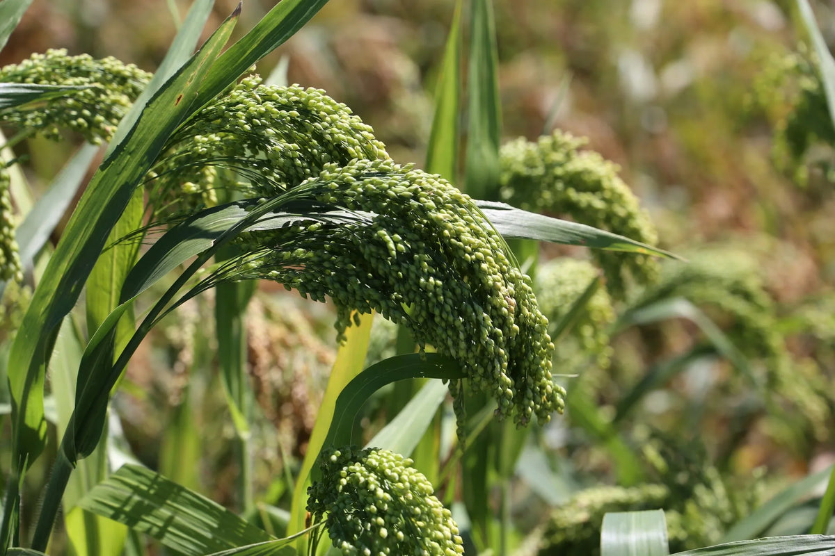 White Proso Millet Flower seeds for Planting - Cottage Garden Essential, Heirloom & GMO Free Seeds for Home Garden