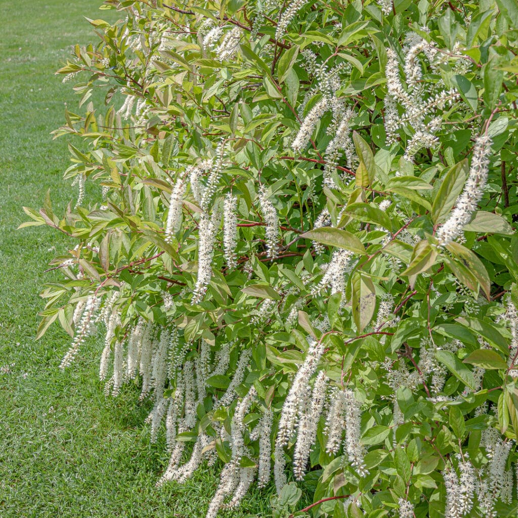 Verbena Chokecherry Flower seeds for Planting Perfect for Borders Heirloom & GMO Free Seeds for Home Garden