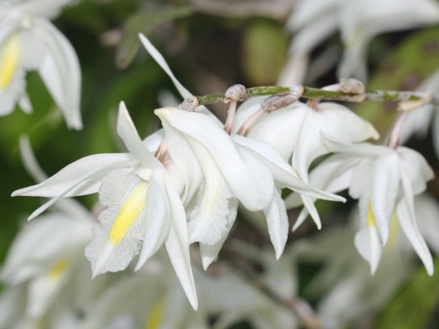Dove Orchids Flower seeds for Planting Bright Blooms Heirloom & GMO Free Seeds for Home Garden