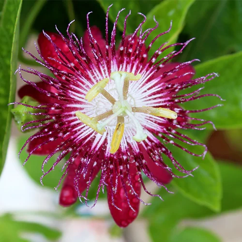 Premium Passion Flower seeds for Planting Pollinator Friendly, Heirloom & GMO Free Seeds for Home Garden seeds