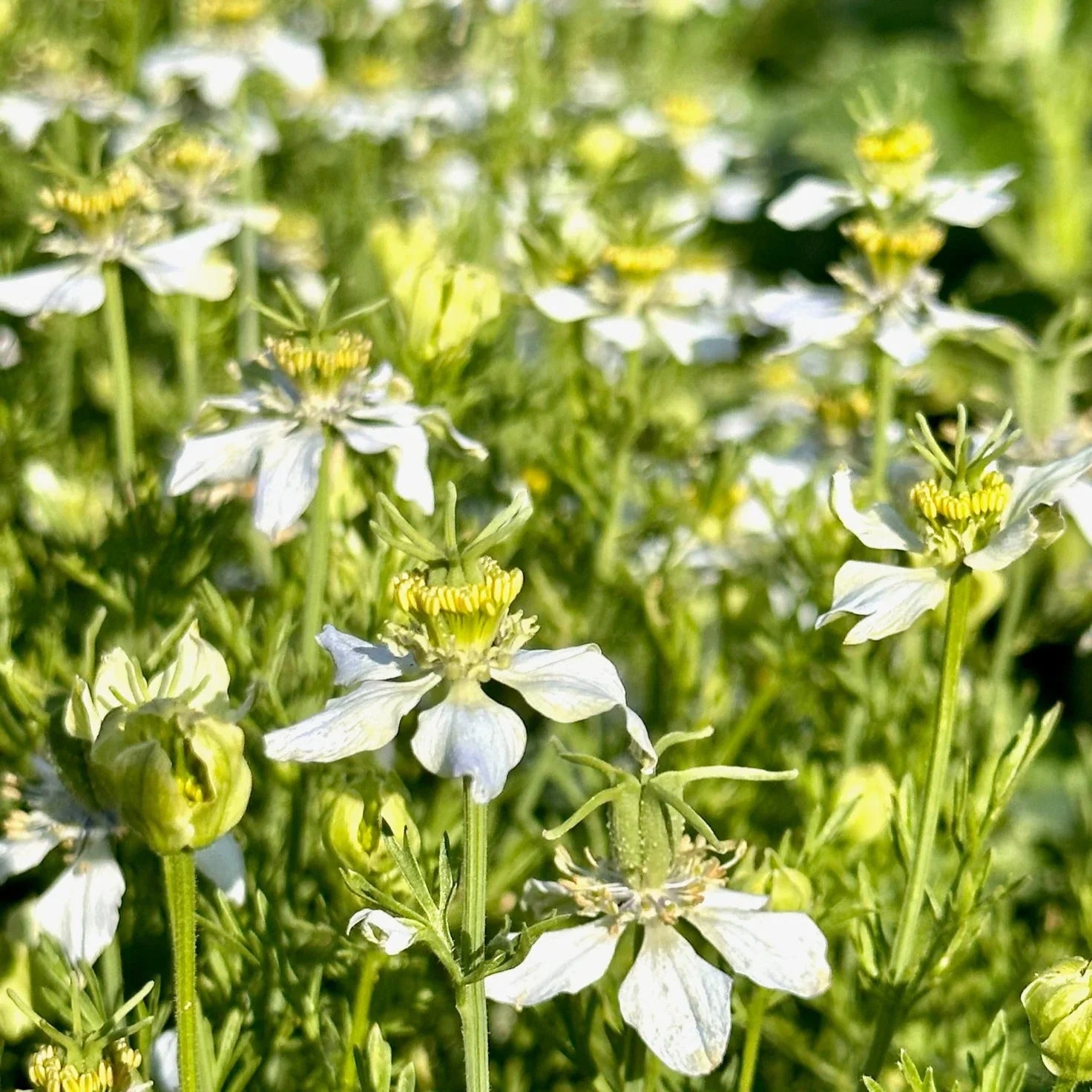 White Autumn Flower seeds for Planting Premium Quality, Heirloom & GMO Free Seeds for Home Garden vegetable and garden seeds