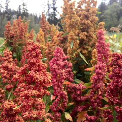 Heirloom Quinoa Flower seeds for Planting Cottage Garden Essential Heirloom & GMO Free Seeds for Home Garden