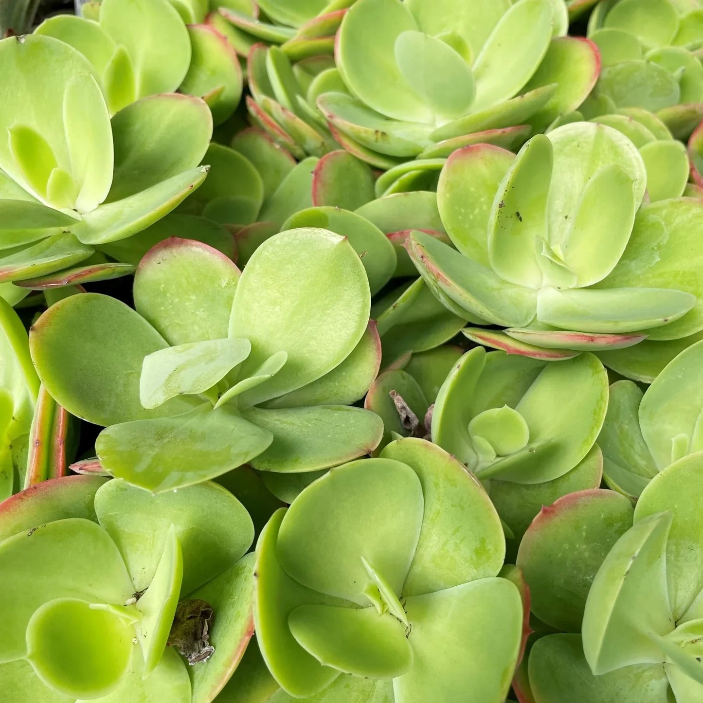 Green Kalanchoe Thyrsiflora Flower seeds for Planting - Sun Loving, Heirloom & GMO Free Seeds for Home Garden