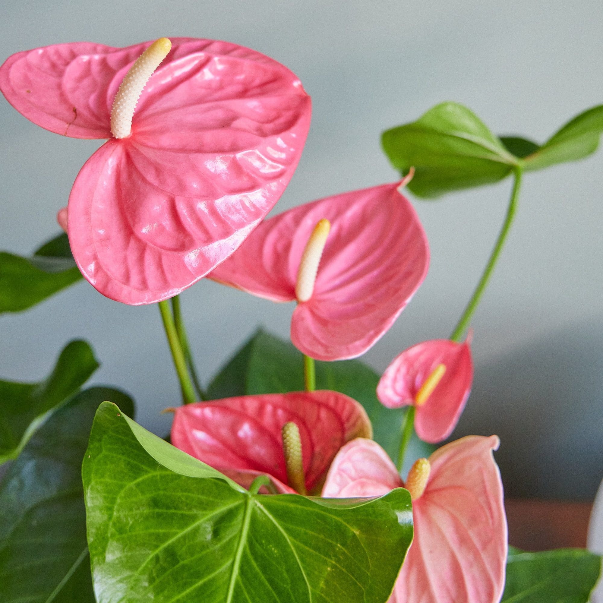 High quality Pink Anthurium Seeds Flower seeds for Planting Drought Tolerant, Heirloom & GMO Free Seeds for Home Garden seeds pack