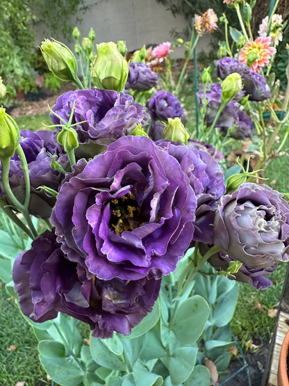 Lisianthus Roseanne Black Pearl Flower seeds for Planting Sun Loving Heirloom & GMO Free Seeds for Home GardeN