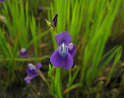 Blue Bladderwort Flower seeds for Planting - Low Maintenance, Heirloom & GMO Free Seeds for Home Garden