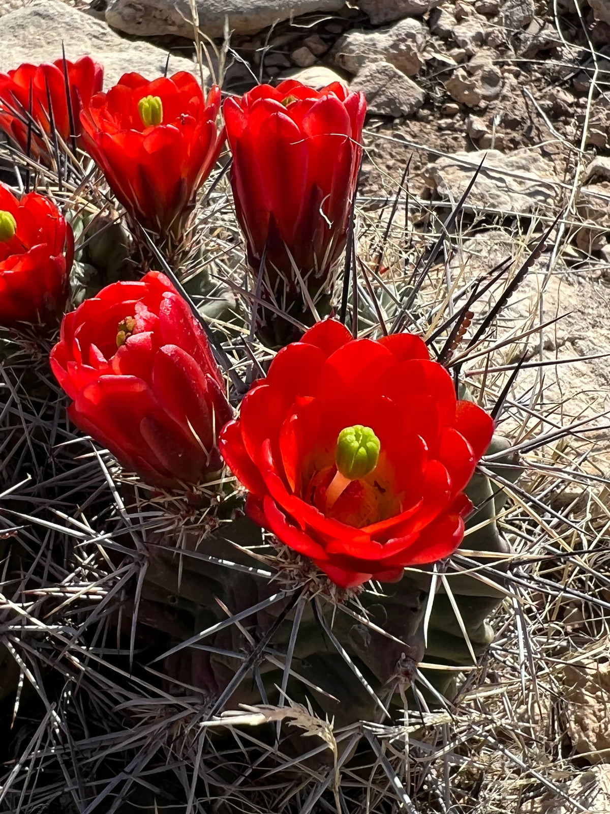 Claret Cup Hedgehog Cacti Flower seeds for Planting - Cut Flower Favorite, Heirloom & GMO Free Seeds for Home Garden