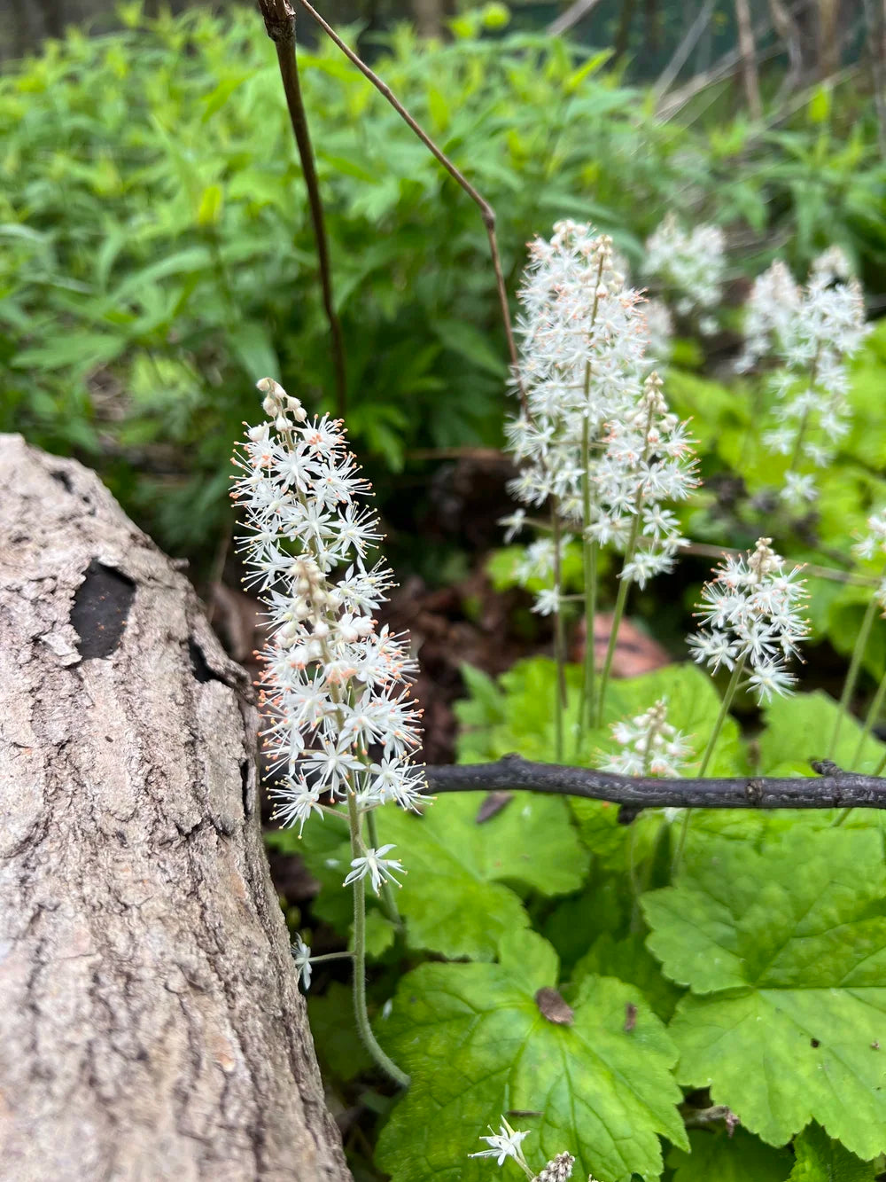Premium White Tiarella Trifoliata Flower seeds for Planting Colorful Display, Heirloom & GMO Free Seeds for Home Garden seeds