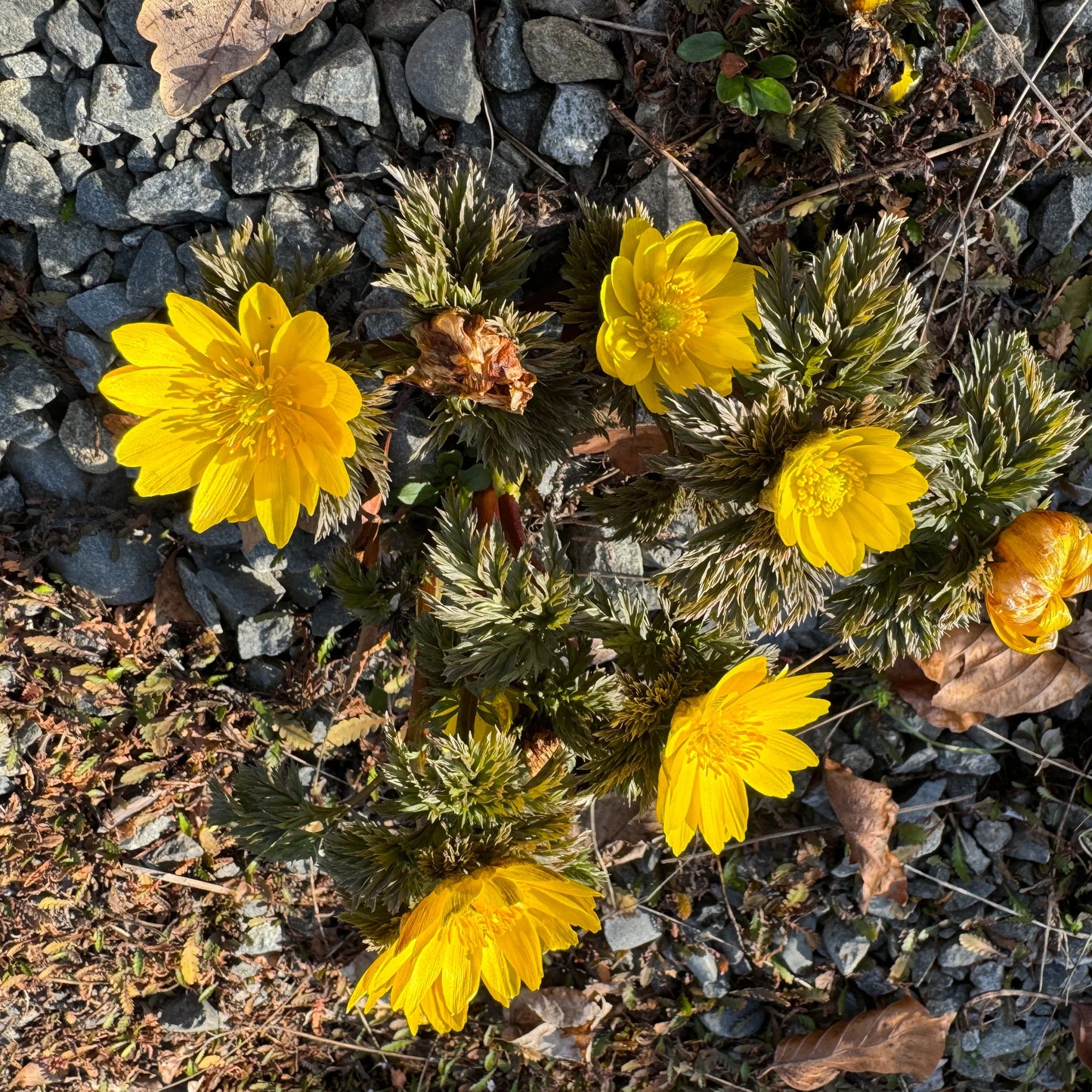 Yellow Adonis Flower seeds for Planting - Cottage Garden Essential, Heirloom & GMO Free Seeds for Home Garden