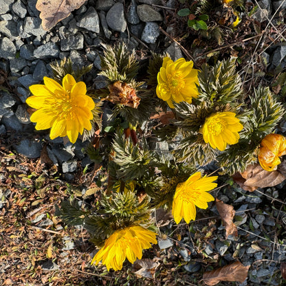 Yellow Adonis Flower seeds for Planting - Cottage Garden Essential, Heirloom & GMO Free Seeds for Home Garden