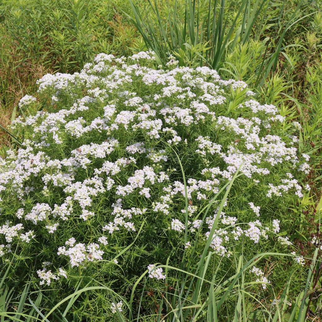 High quality White Mountain Mint Flower seeds for Planting Drought Tolerant, Heirloom & GMO Free Seeds for Home Garden seeds pack