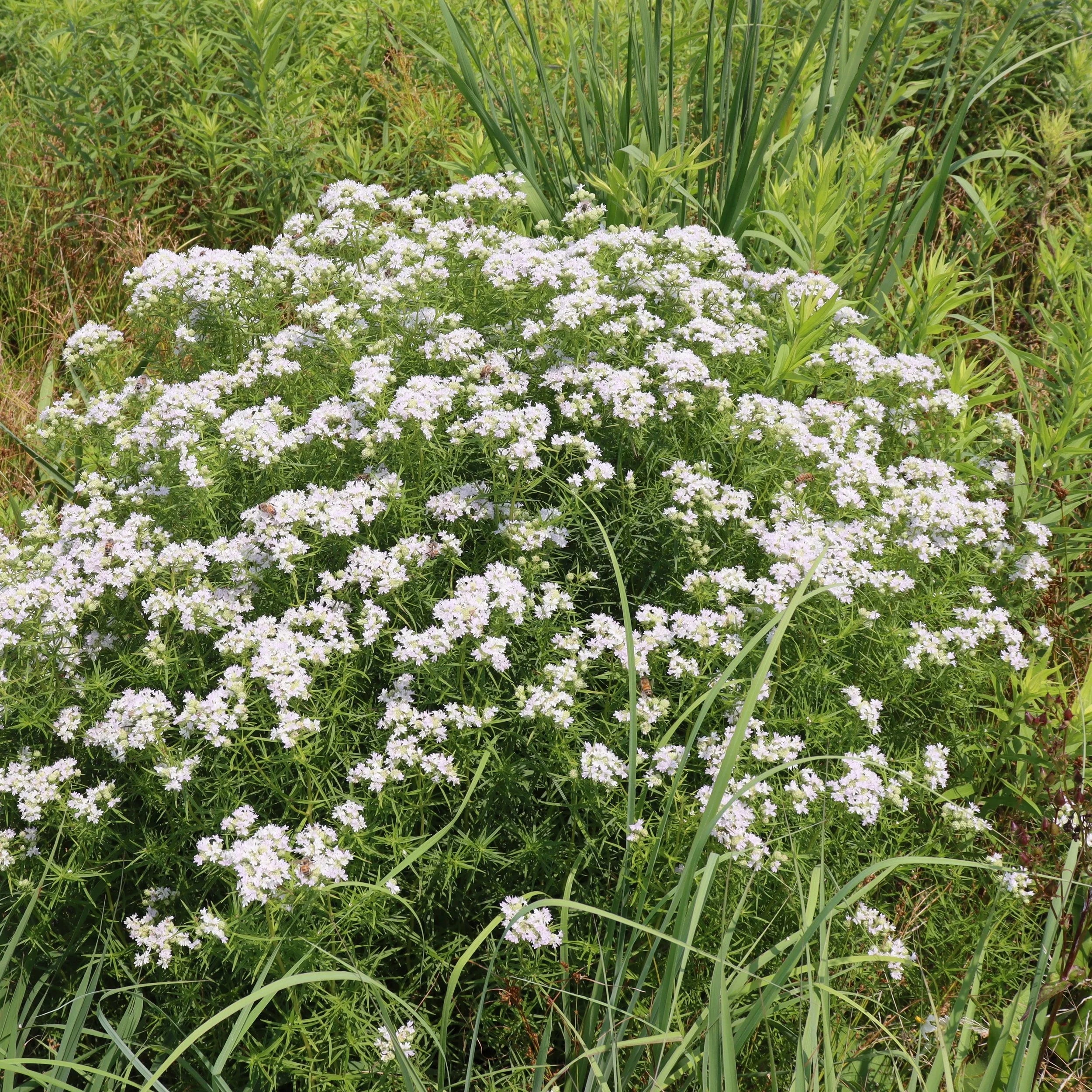 High quality White Mountain Mint Flower seeds for Planting Drought Tolerant, Heirloom & GMO Free Seeds for Home Garden seeds pack