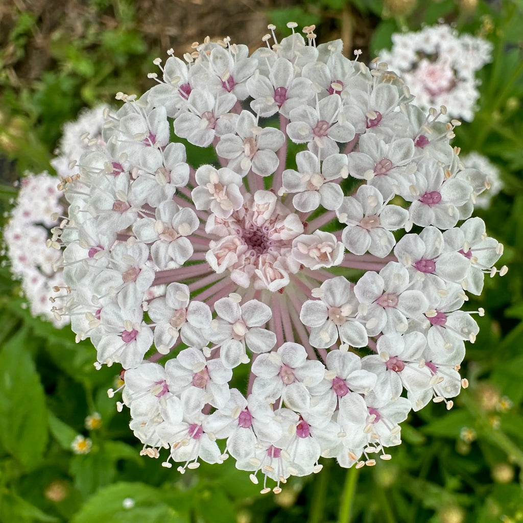 Pink Lace Flower seeds for Planting Wildflower Mix, Heirloom & GMO Free Seeds for Home Garden vegetable and garden seeds