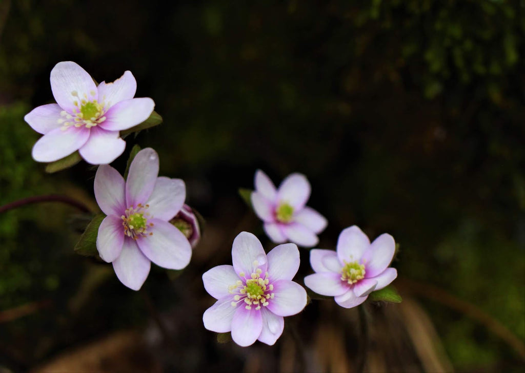 Pink White Hepatica Flower seeds for Planting Hardy Variety, Heirloom & GMO Free Seeds for Home Garden vegetable and garden seeds